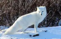 interesting arctic fox facts