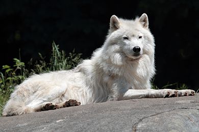 Arctic Wolf Facts for Kids - Arctic Wolf Interesting Facts • Kids