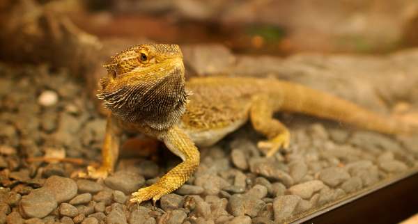 Bearded dragon best sale for kids