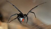 black widow spider facts