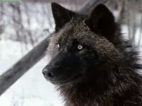 black wolf facts