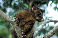 brushtail possum facts