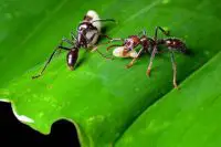 bullet ant facts