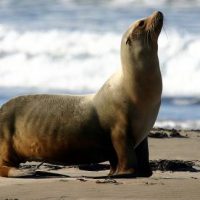 types of california sea lions