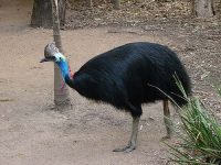cassowary bird facts