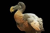 dodo bird facts