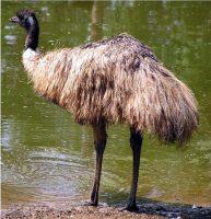 emu bird facts