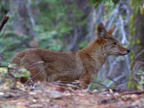 Gray Fox Facts For Kids Gray Fox Interesting Facts • Kids Animals Facts