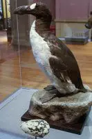 great auk facts