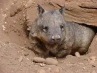 hairy nosed wombat facts