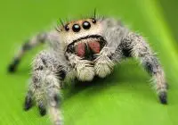jumping spider facts
