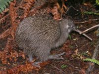 kiwi bird facts