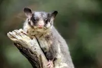 leadbeater possum facts
