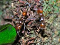 leaf cutter ant facts