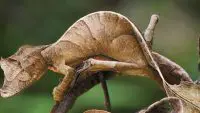 leaf tailed gecko facts