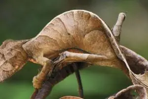leaf tailed gecko facts