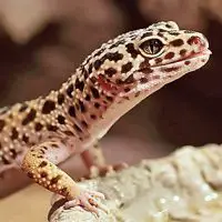 leopard gecko facts