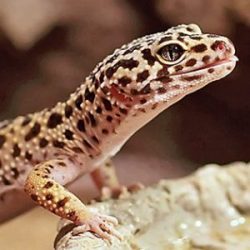 Leopard Gecko Fun Facts for Kids • Kids Animals Facts