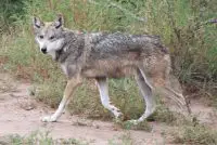 mexican wolf facts