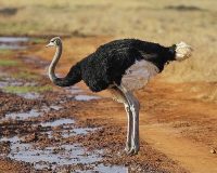 ostrich facts