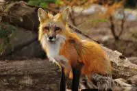 red fox facts