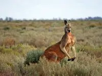 red kangaroo facts