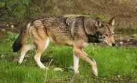 red wolf facts