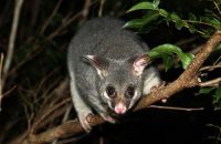 ringtail possum facts