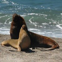 sea lion