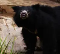 sloth bear facts