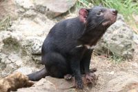 tasmanian devil facts