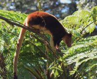 tree kangaroo facts