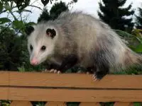 virginia opossum facts
