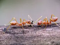 weaver ants facts