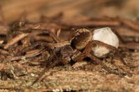 wolf spider facts