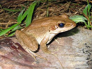 Wood Frog Facts