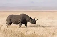 black rhino facts for kids