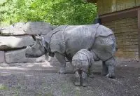 javan rhino facts for kids