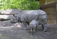 javan rhino facts for kids