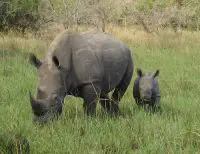 white rhino facts for kids