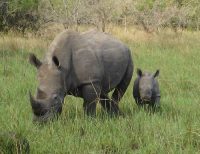 white rhino facts for kids