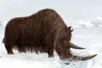 woolly rhino facts for kids