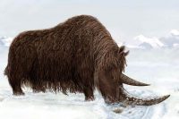 woolly rhino facts for kids