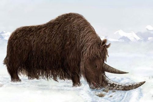 Woolly Rhino Facts for Kids - Interesting Woolly Rhino Facts • Kids