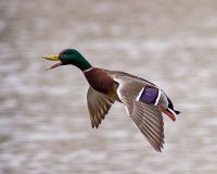 mallard duck facts for kids