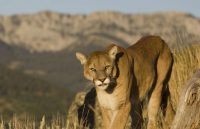 mountain lion facts for kids