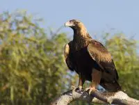 wedge tailed eagle facts for kids