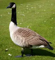 canada goose facts for kids