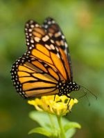 monarch butterfly facts for kids