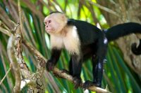 capuchin monkey facts for kids